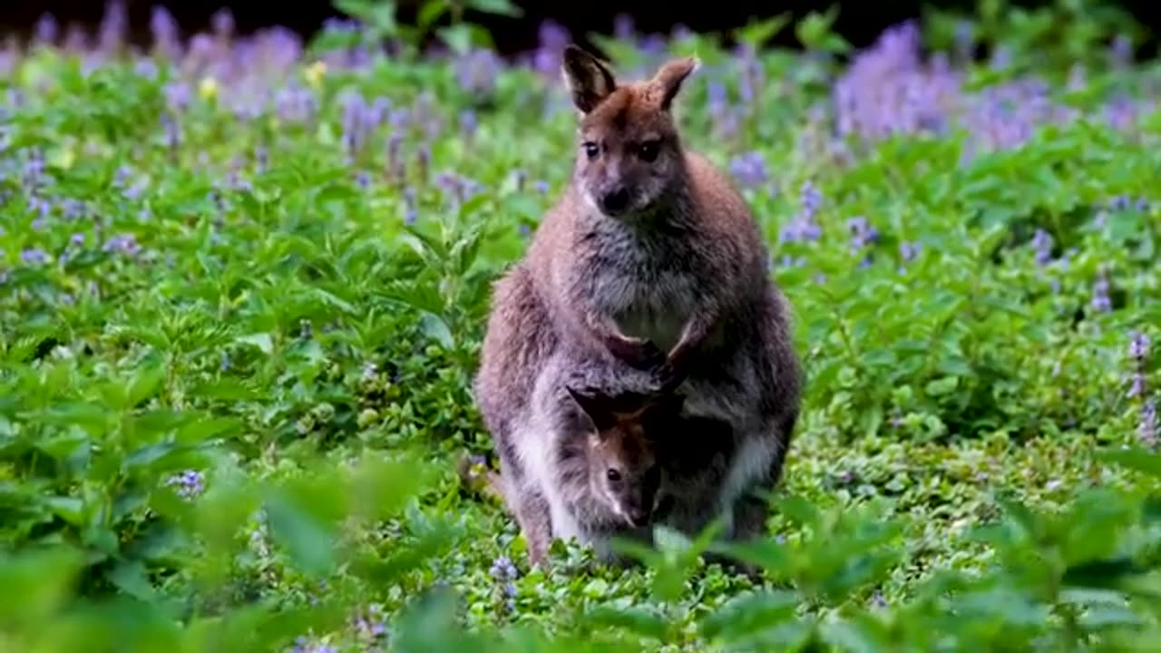 "Roaming Majesty: A Captivating Journey through the Wildlife Kingdom of the Forest"