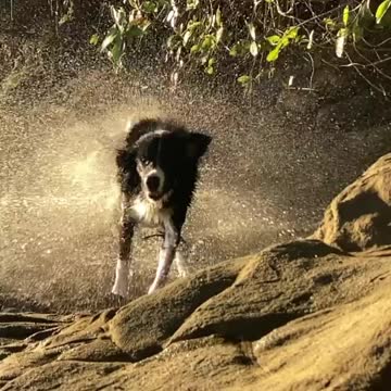 Best moment our dog appearance wow