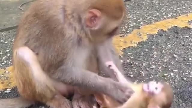 Mom monkey playing with her child funny videos