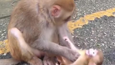 Mom monkey playing with her child funny videos