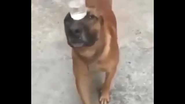 Dogs Balancing Water Glass