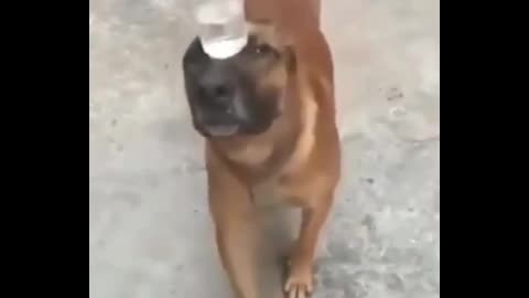 Dogs Balancing Water Glass