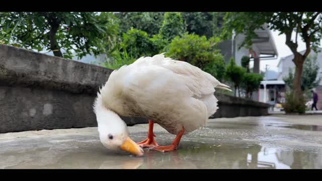 Ducks playing in the water