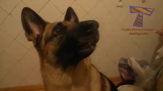 TRY NOT TO LAUGH😂 - Funny Dog Faces