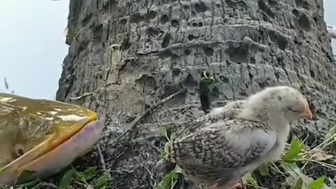 Fish trying to eat the chick, Brazilian Amazon