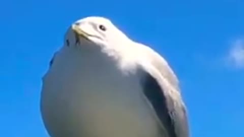 Gull screaming