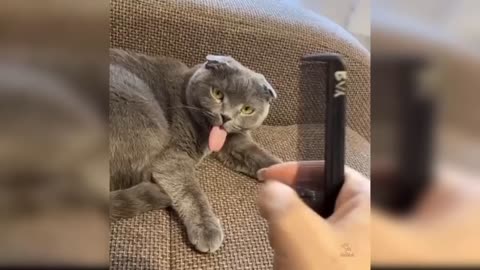 funny cats and cut