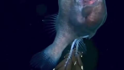 The Gibberichthys also known as the Gibberfish