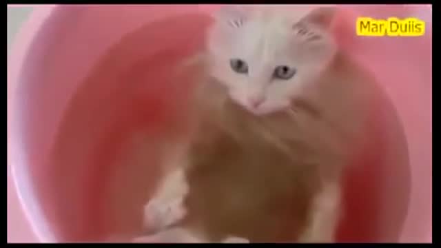 VARY FUNNY CAT VIDEO