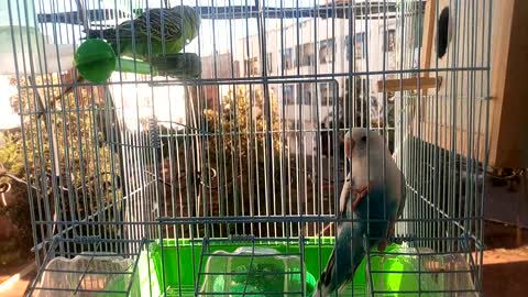 Perosh bird male vs female