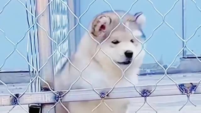 my stupid dog