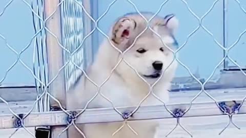 my stupid dog