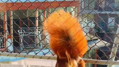Red Squirrel Takes Balcony Treats