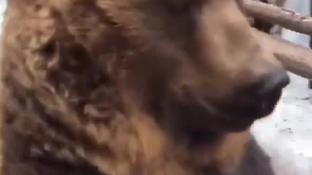 Wild animals funny video