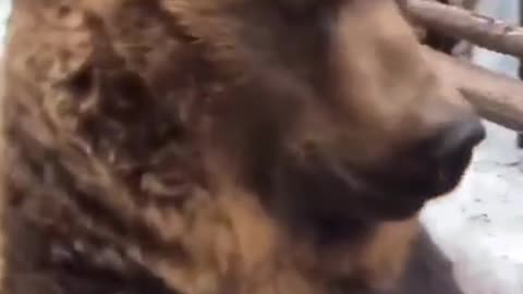 Wild animals funny video