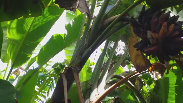 BANANA WITH LOT'S OF BIG SEEDS,ONLY BIRDS CAN EAT THIS