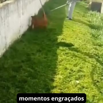 como não se apaixonar por esse pets fofos