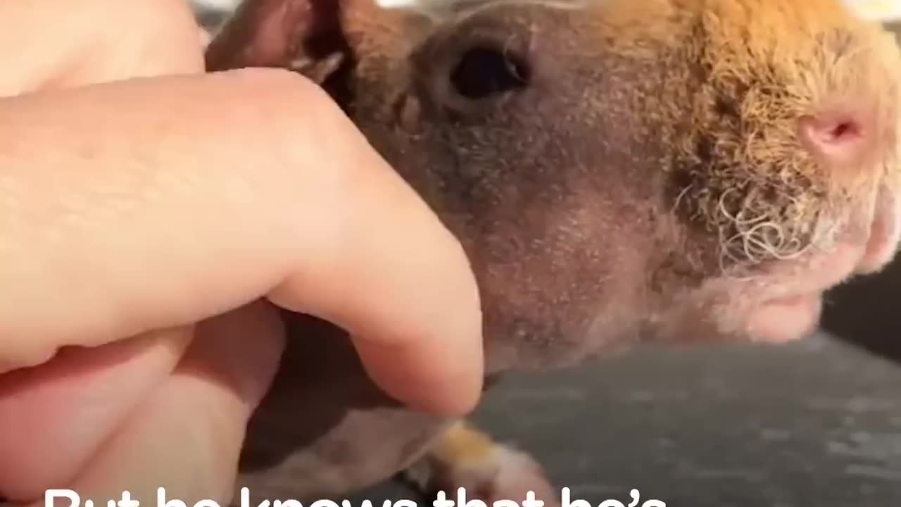 Naked Guinea Pig Is Such A Perfect Little Model | The Dodo