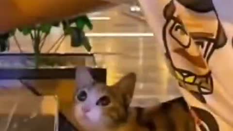 I can't stop laughing