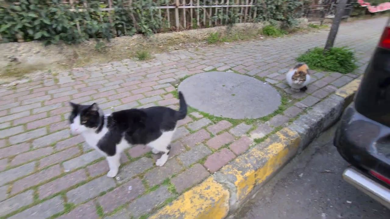 Angry White Cat is very jealous of other cats and attacks them