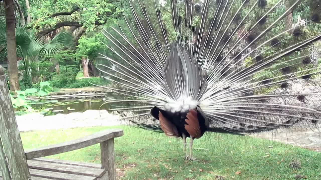 A large peacock displaying its beautiful plumage