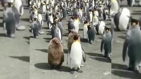 What is the animal following the penguins and does anyone know?