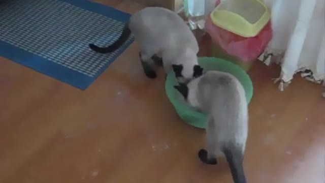 Teaching cats how to use the toilet.