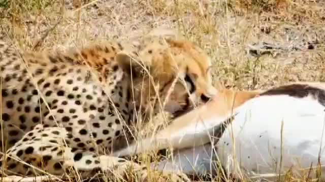 Animals 13 elephants and leopards