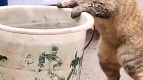 Cat funny video