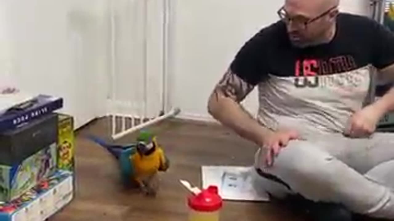 Macaw