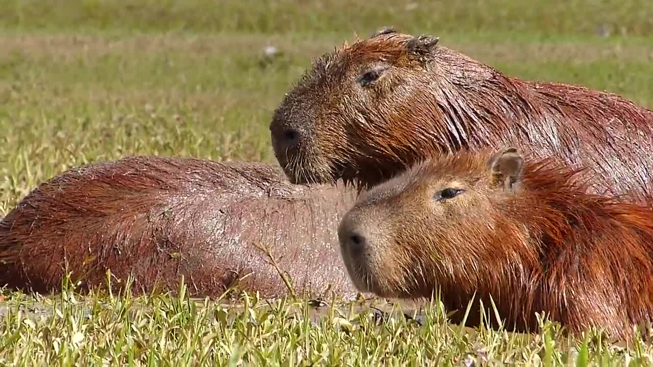 WILD CAPYBAGAN animals Brazilian fauna