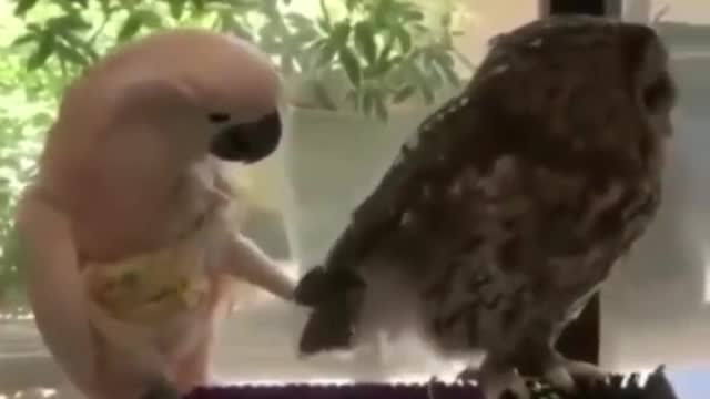 best funny animal videos of the year(2021),funniest animal ever.