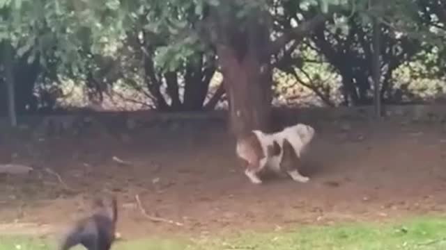 Super cute animals