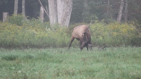 A Bull Elk Marking its Territory!