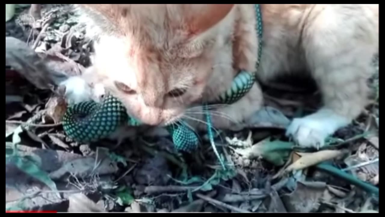 Snake vs cat fight