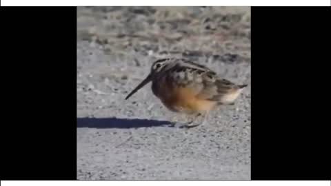 Cuteness overloaded - dancing little bird