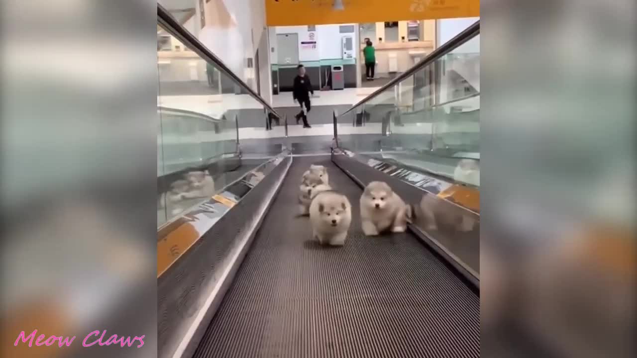 4 Cute Alaskan Malamutes Running Up Travellator