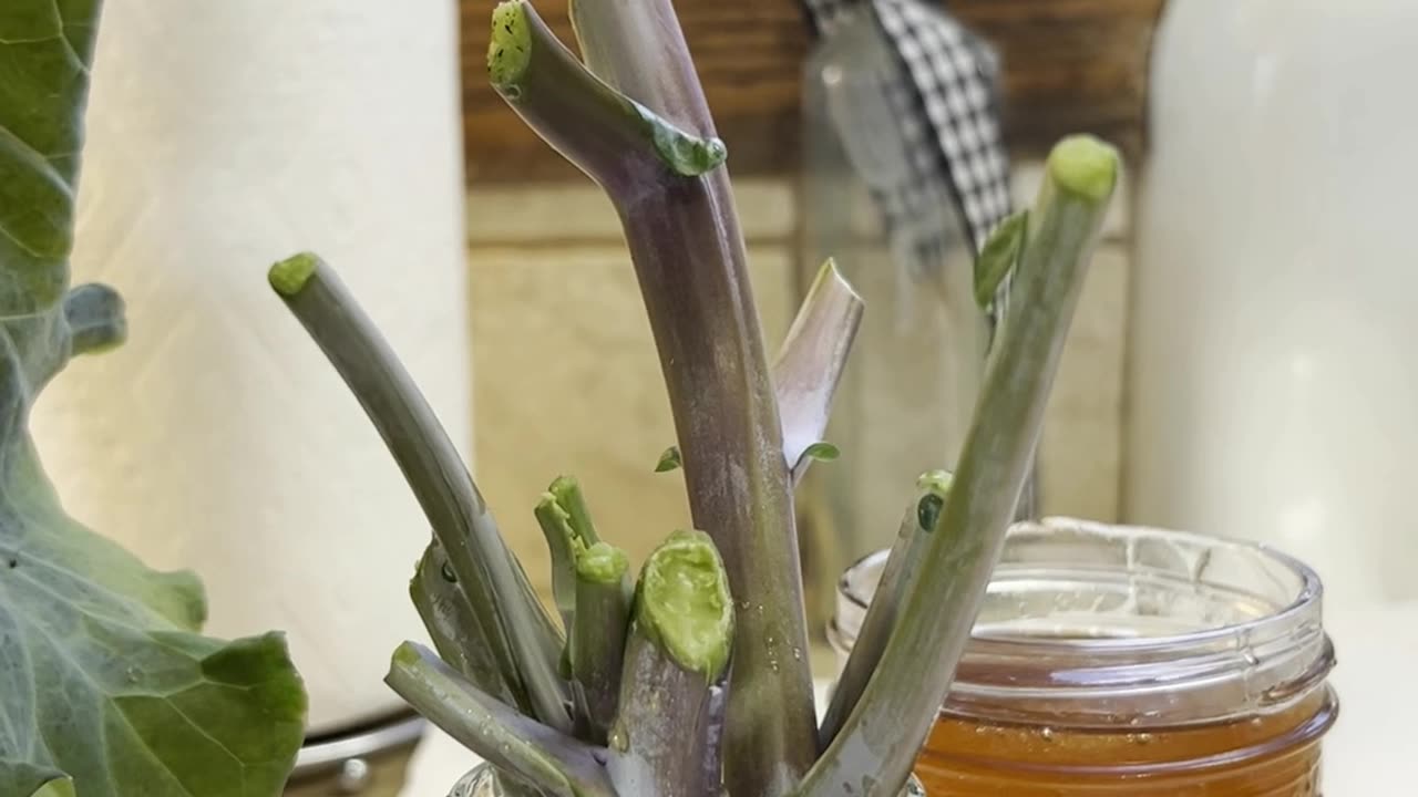 Collard Trees Grown Indoors! Barter Amongst Patriots to Get What You Need!