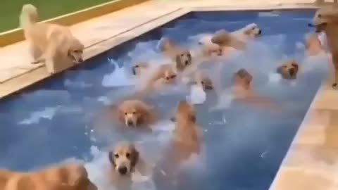 Pool party