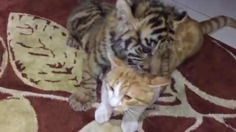 Keeping a tiger and a cat together, this tiger becomes a cat