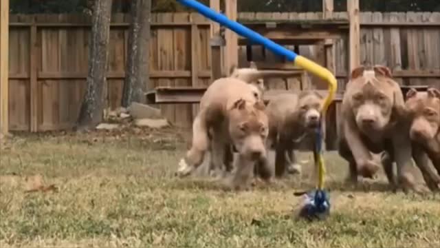 Dog got 6 packs ! incredible workouts, training professionally!!!!!!!!!!!!!!