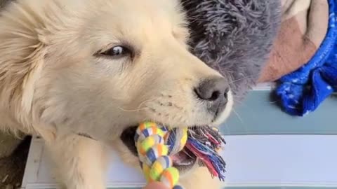Baby Retriever