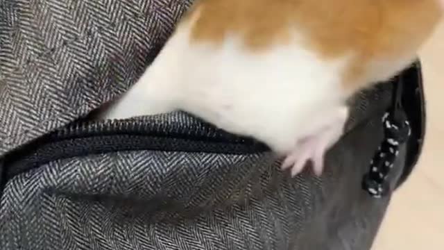 Cute hamster