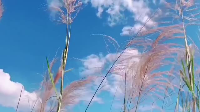 Green bristlegrass