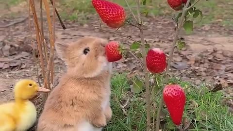 Funny rabbit 🍓🍓🍓