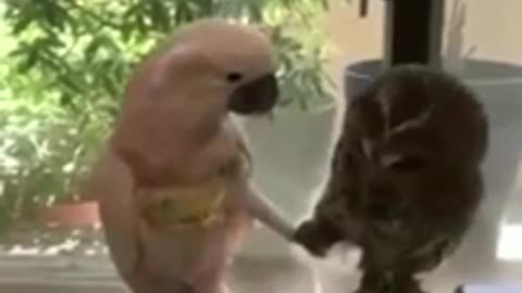 Funny animals in real life😃