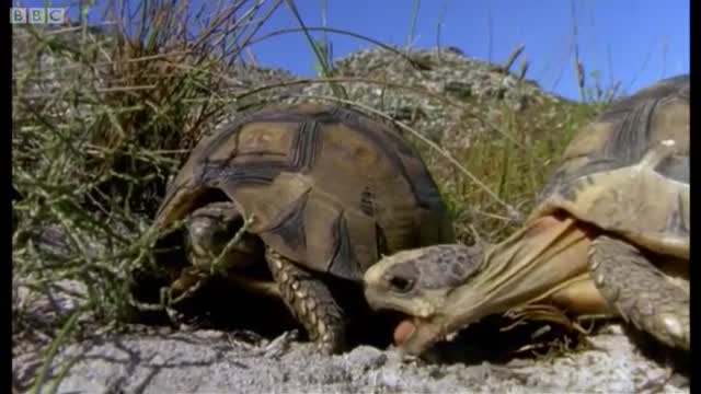 The Season of Love | Mountain of the Sea | BBC Earth