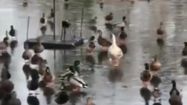 This goose can't stand on the ice. It's killing me