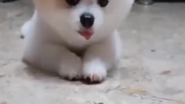 Dog patiently waiting and drooling over a Dog Food