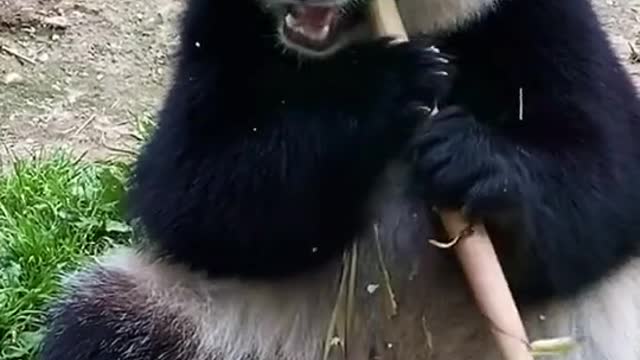 Let's eat it so yummy with a bamboo